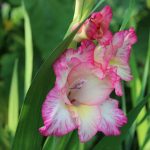 hvad-sker-der-hvis-du-planter-gladiolus-det-samme-sted.jpg